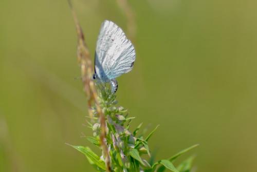 Réf. 211 588 : Celastrina argiolus